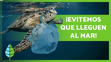 O que acontece com o plástico no oceano?