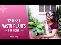 12 Best Vastu Plants For Home | सुखमय जीवन के लिए लगाएं ये शुभ वास्तु पौधे