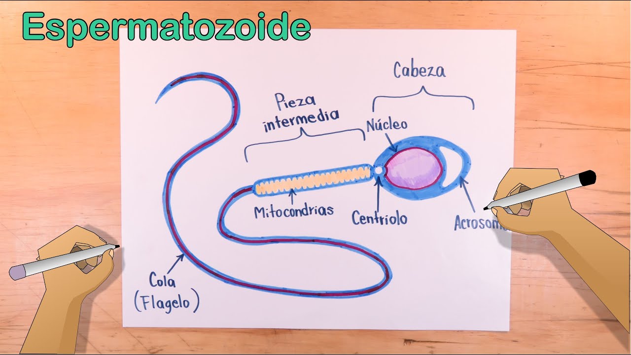 Aprende a dibujar el Espermatozoide Humano - thptnganamst.edu.vn