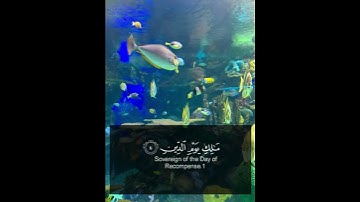 Al-fatihah by the reader Tariq Muhammed سورة الفاتحة بصوت القارئ طارق محمد