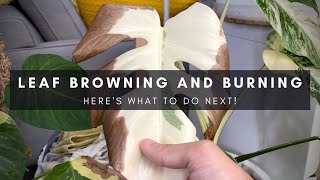 What to do with leaf burning & browning on variegated monstera | Houseplant care tips | Ep 128