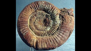 Ammonites: One of the most iconic fossil animals