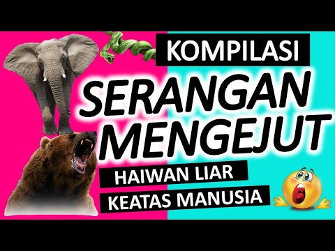 Video: Haiwan apakah yang boleh mengejut anda?