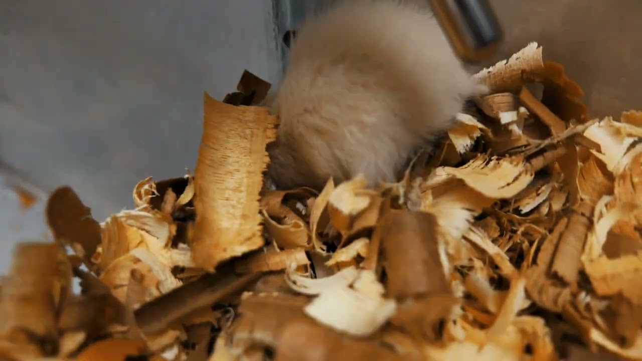 Meet Our New Golden Hamster 🐹 | So Cute & Tiny ❤️