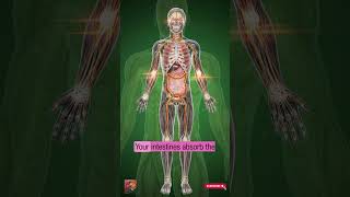 “What Happens to Your Body After Eating Nimco  3D Human Anatomy Digestion Explained” #shorts #viral