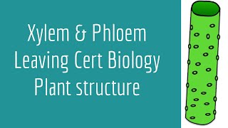 Xylem and Phloem-Leaving Cert Biology-Plant Structure