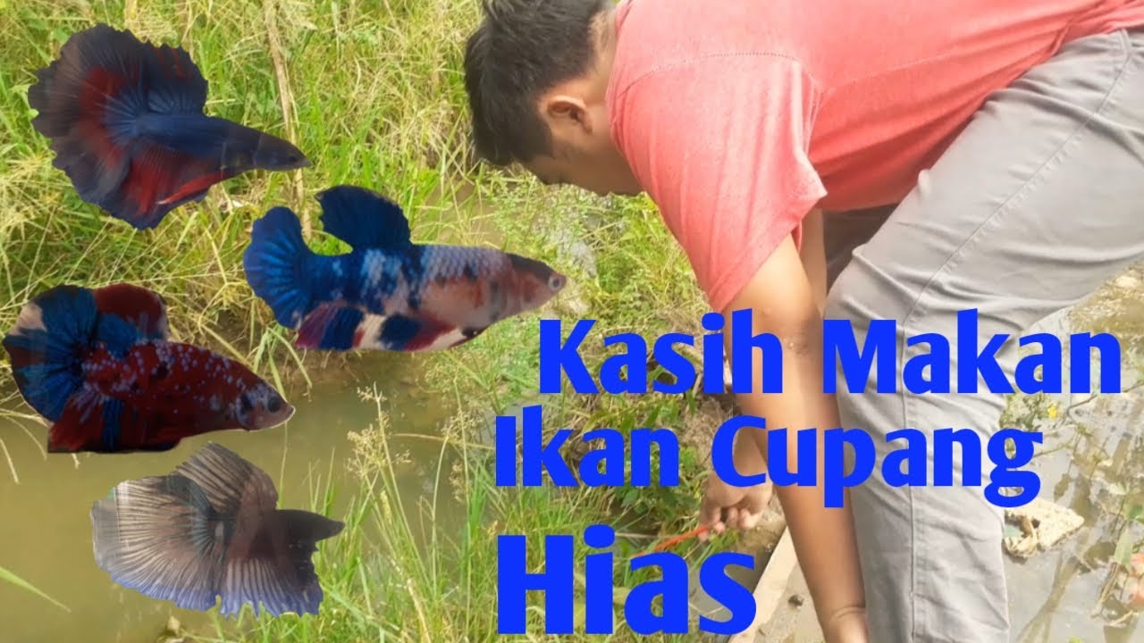 Kasih makan burayak || kasih makan anak ikan cupang 