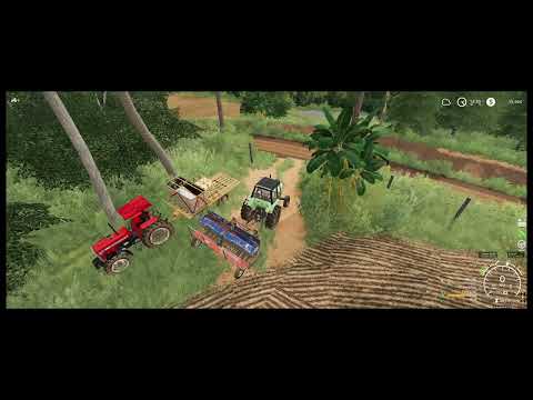 Planting rice with