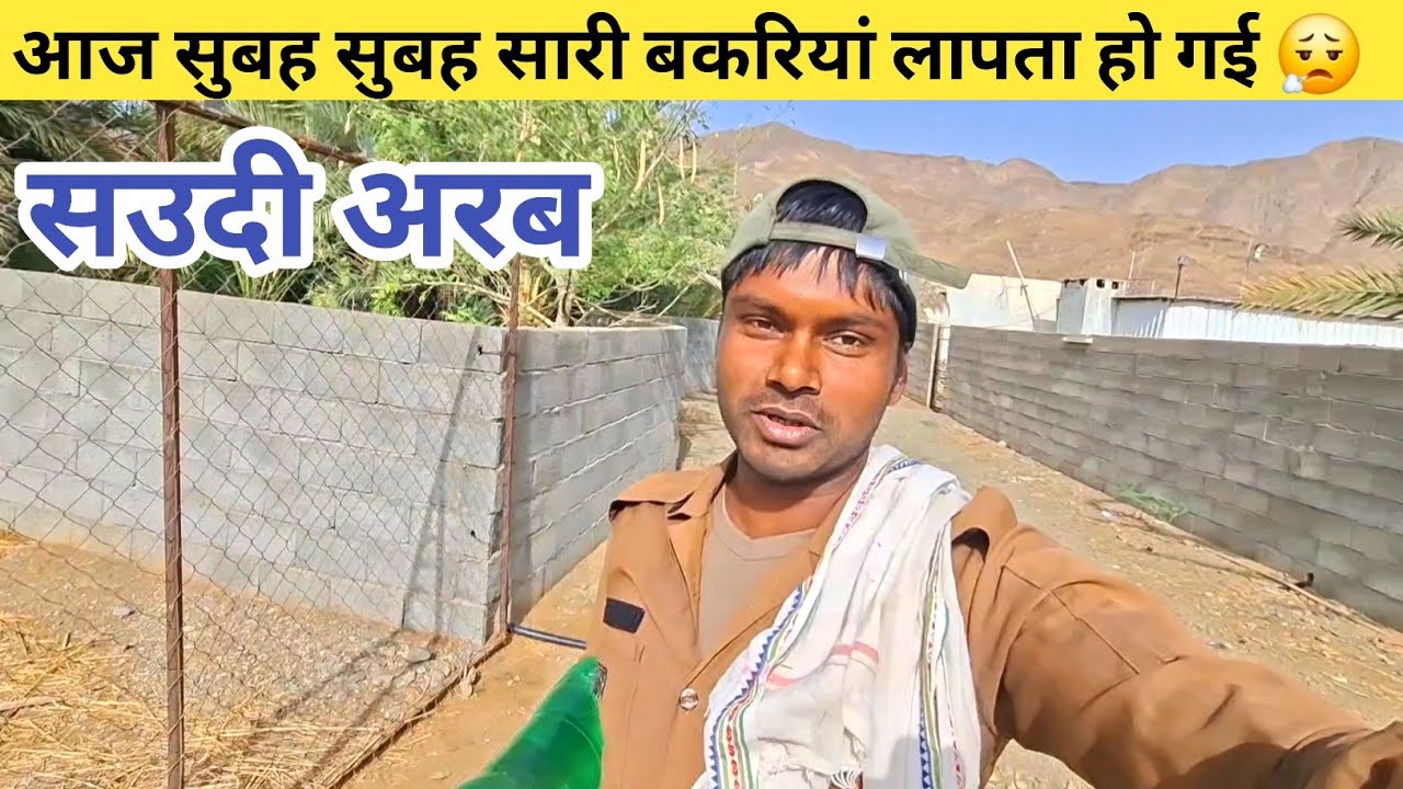 आज सुबह सुबह सारी बकरियां लापता हो गई 😮‍💨 सउदी अरब 🇸🇦 