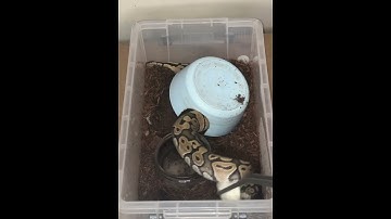Snake feeding! #animals #cool #fyp #fypシ #pets #snake #trending #ytshorts #python #viral #yt #trend