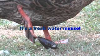 Duck Mussel - Ouch