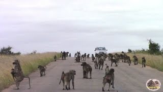 Largest Baboon Roadblock Ever! Note: For Baboon Lovers Only