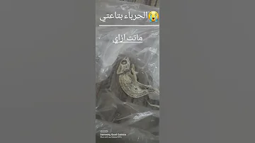 الحرباء ماتت 