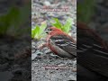 Pine Grosbeak in Seward, AK. Play thebirdinggame.com today! #birds #birding #grosbeak