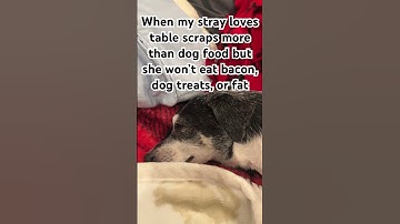 When my stray loves table scraps more than dog food but she won’t eat bacon, dog treats, etc #shorts