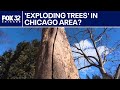 What’s causing 'exploding trees' in the Chicago area?