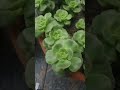 succulent