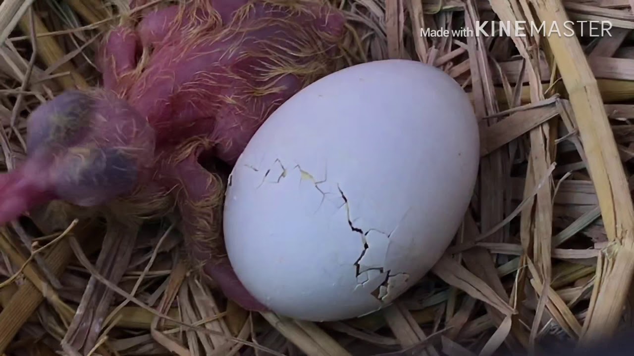 Cận cảnh trứng bồ câu nở-một điều kì diệu