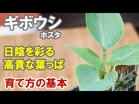 ギボウシ（ホスタ）の育て方 植え替えから育て方の基本まで