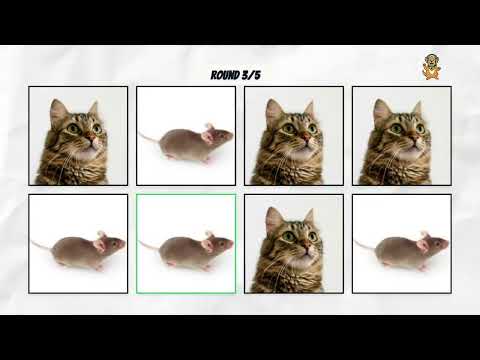 Gato Gato Gato Gato