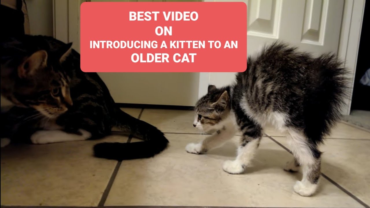 introducing kitten to older cat hissing