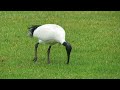 Bin chicken australian white ibis adelaide south australia