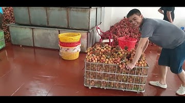 GIÁ VẢI THANH HÀ, U HỒNG ÍT VẢI DỄ BÁN I LYCHEE LUC NGAN I NÚI ĐỒI LỤC NGẠN