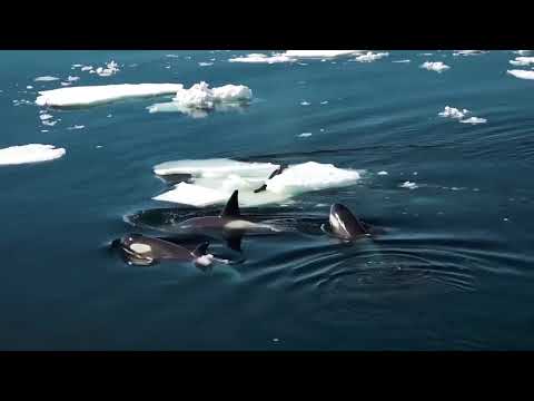Редкие Случаи С Животными Снятые На Камеру