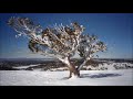 Snowgum