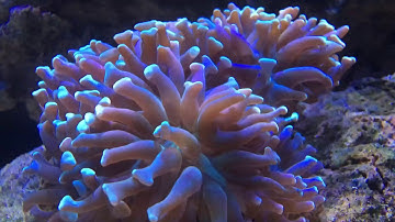 Quick Review - Glamorca Gyre Pump