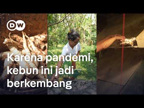 Berkebun di pekarangan rumah penuhi 90% kebutuhan pangan