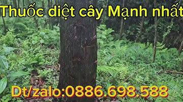 Cách diệt cây cổ thụ, thuốc diệt cây cổ thụ, thuốc diệt cây mạnh nhất hiện nay, 