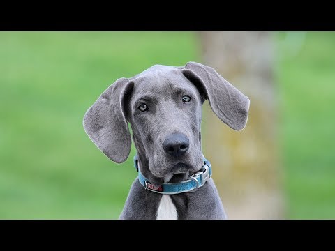 How to Set Appropriate Dog Training Goals and Standards