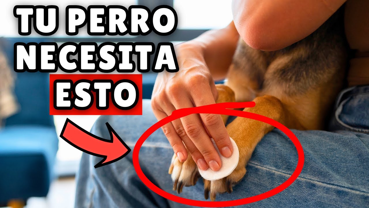 20 cosas SIMPLES que todo perro NECESITA (y casi nadie lo sabe)