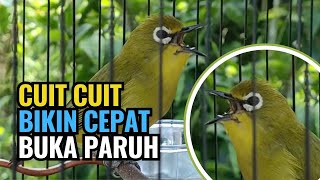 Cuit Cuit Bongkar Isian - Pancingan Pleci Cepat Buka Paruh