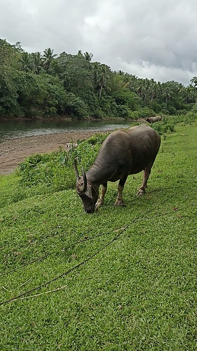 Philippine Carabao #philippines #carabao #trending #viralshort #shortsvideo #animals #fieldworker