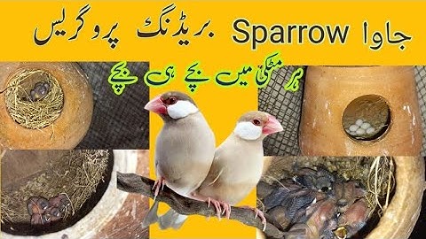 Java Sparrow Breeding Progress / @p4parrot215 @MushtaqBirdsAcademy