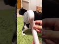 #ad 短毛種、長毛種、猫ちゃんわんちゃん問わずに使えるペット用ブラシ❗️ブラッシング後は毛がふわっふわになりました