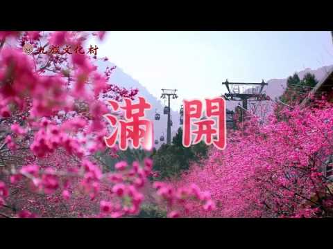0217 九族櫻花祭  2/25滿開