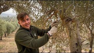 Así es un día con Gran Almazara desde dentro