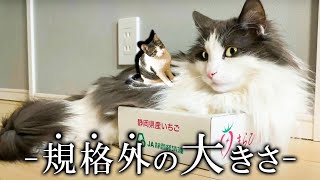 ノルウェージャンフォレストキャット飼うとだいたいこんな感じ【ノルウェージャンフォレストキャット】