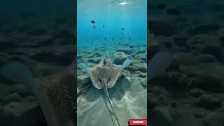 Stingray POV: I Discovered an Ancient Ruin Near the Galápagos Islands
