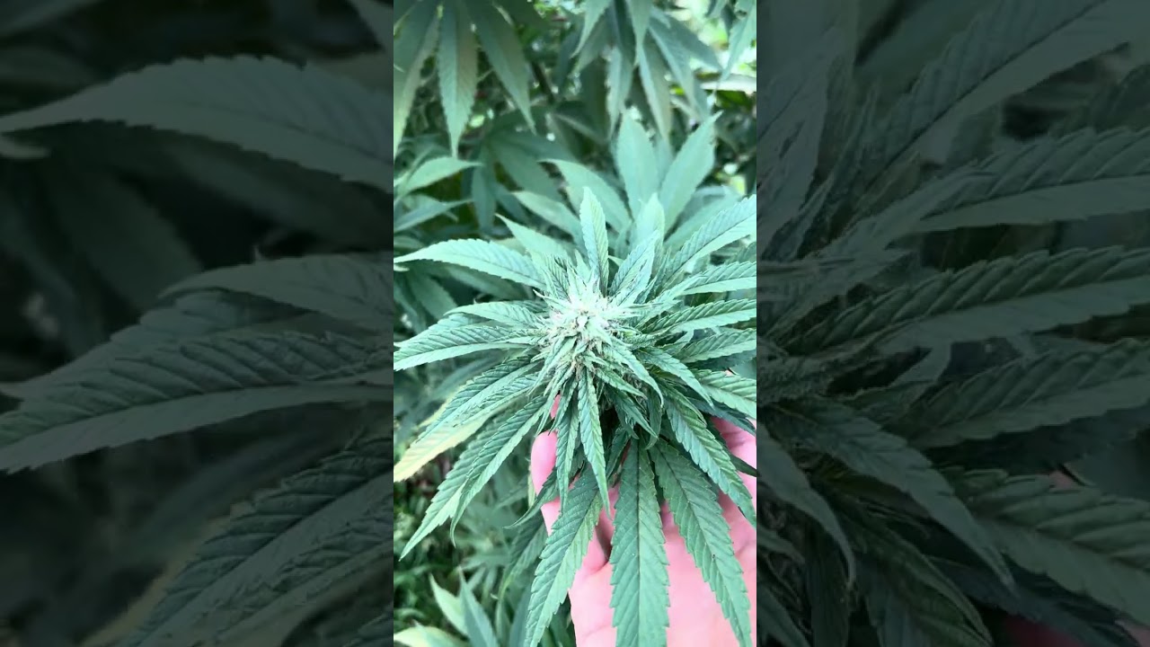 pollinated Blueberry Permafrost flowers in our garden (heirloom cannabis grown regeneratively)