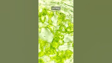 Carefully look at this Leaf under a microscope!