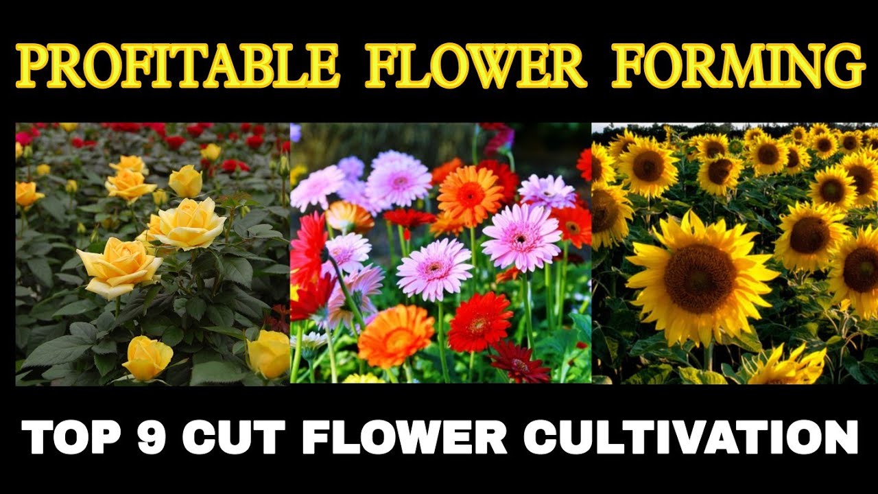 PROFITABLE CUT FLOWER CULTIVATION YouTube