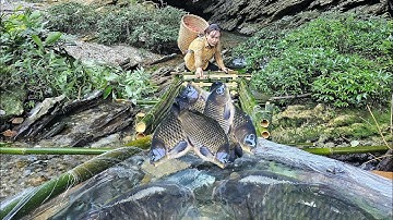 Ancient fish trapping technique - Using bamboo to trap giant fish to sell at the market