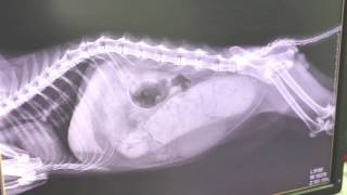 A Shih Tzu passes blood in the urine - X rays show enlarged prostate
