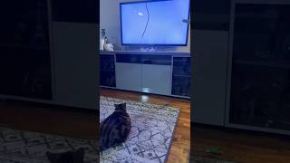 Cat watching TV shorts catwatchingtv cats viral