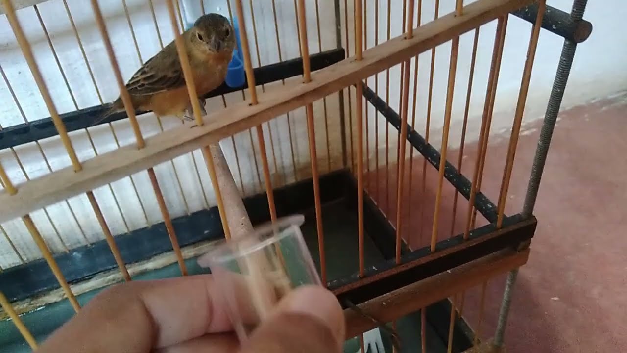 Apanhei um caboclinho tropa novinho!