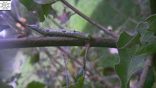 Exclusive Two Variable Oakleaf Caterpillars That Grew Up Information